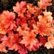 Гейхера "Паприка", Heuchera Paprika кораллово-вишневая солнцестойкая  PAPRIKA P9 фото 1