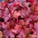 Гейхера "Паприка", Heuchera Paprika кораллово-вишневая солнцестойкая  PAPRIKA P9 фото 3